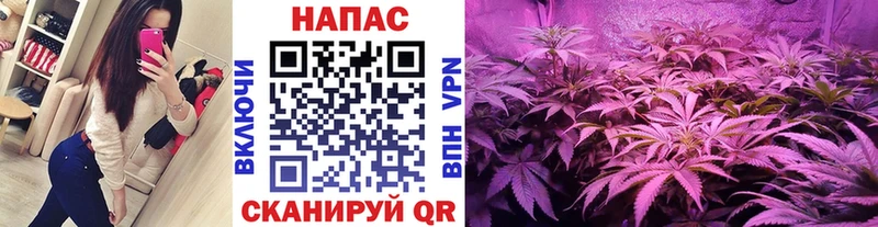 Канабис Каневская