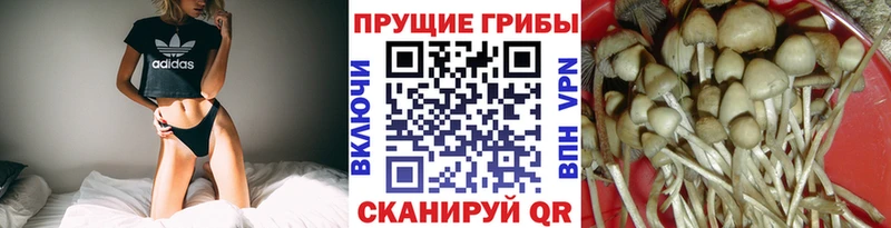 Галлюциногенные грибы Cubensis  Каневская 